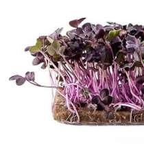 Микрозелень, в Москве