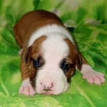 Шикарные рыжие суки Амстаффа резерв ркф, в Москве