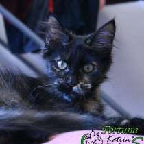 Мейн-Кун девочка Фортуна, в Санкт-Петербурге