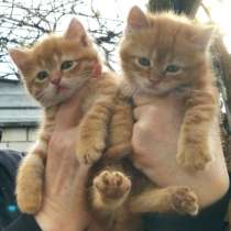 Отдам котят, в г.Краматорск