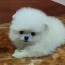 Померанский шпиц. Мини, мелкий стандарт, в г.Aasbuttel