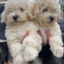 Maltipoo. Boy's, в г.Рохлиц