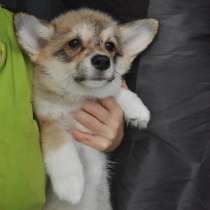 Вельш корги подрощенная девочка, в Москве