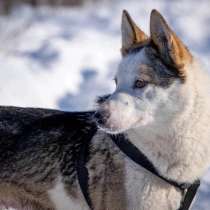Собаки, в Вологде