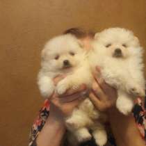 Щенки Померанского Шпица, в Владимире