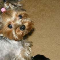 Красивые щенки йорка мини и мелкий стандарт чистокровные, в Нижнем Новгороде