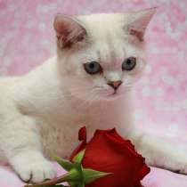 Голубоглазые братик и сестричка -шотландцы, в Москве