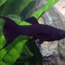 Рыбки, в Симферополе