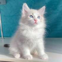 Сибирские невские маскарадные котята, в г.Пекин