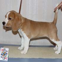 Щенки бигля, в Тосно