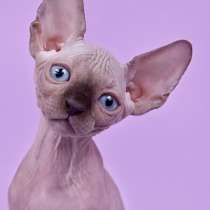 Инопланетный гламурчик- Эльф, Бамбино, сфинкс!, в Казани