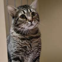 Молодой полосатый котик Васенька ищет дом и доброе сердце, в Москве
