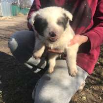 Щенок мальчик, в Краснодаре