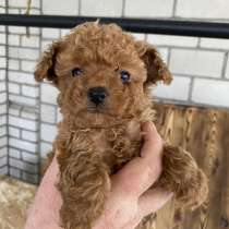 Пудель teacup red brown, в г.Кёльн