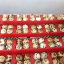 Перепелиные инкубационные яйца, в Подольске