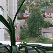 Лилия комнатная, в Курске