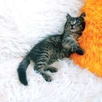 Ручной котенок 1,5мес. самец, в Санкт-Петербурге