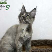 Maine Coon female Izabella, в г.Даугавпилс