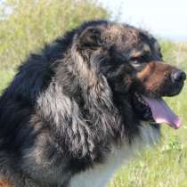 Продаются подрощенные щенки кавказской овчарки, в г.Васильков