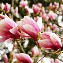 Двор продаж редких красивых многолетних растений, в Краснодаре