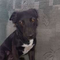 Отдадим собак в хорошие руки, в г.СТШЕЛЬНО