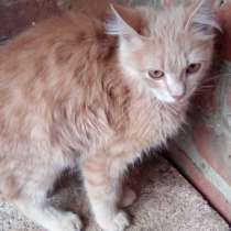 Отдам кошечку подростка, в Азове