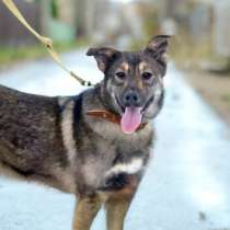 Отдам даром Деликатная, с открытой душой Лолочка, в Москве