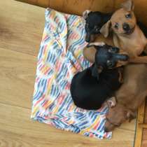 Продам щенков цвергпинчера (мини доберман), в г.Тирасполь