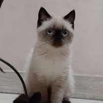 Шикарные котятки Скоттиш Страйт Колор Поинт, в г.Дружковка