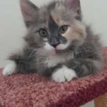 SOS!!! Срочно заберите меня в добрые руки, в Таганроге