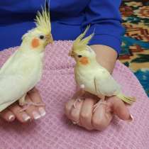 Корелла лютино (птенцы 3 мес.), в Москве