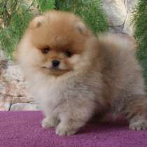 Pomeranian, в г.Рига