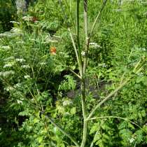 Болиголов цветы, семена, саженцы, сухая трава, в Москве