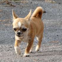 Чихуахуа д/ш, в Гатчине