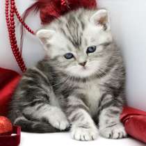 Шотландские котята, в Москве