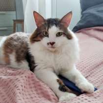 Кот-мышелов Федор ищет самый лучший дом, в Москве