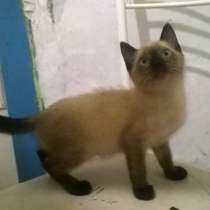 Котенок и кошечка, в Асбесте