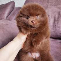 Щенки. померанский шпиц, в г.Хельсинки