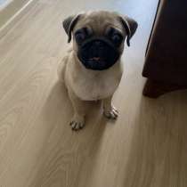 Pug 3 month, в г.Стамбул