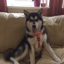 Щенок Сибирская хаска в хорошие руки, в Перми
