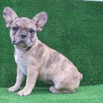Французский бульдог. Girl. Merle, в г.Markranstadt