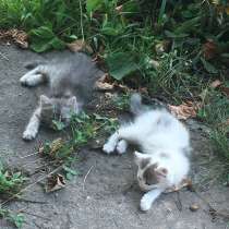 Котята даром, в Липецке