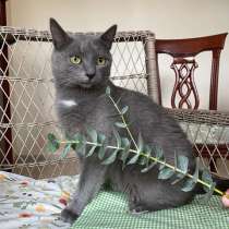 Гордость любого дивана Добрейший молодой домашний котик Сема, в Москве