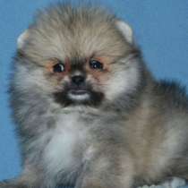 Померанский шпиц. Тип " мишка ", в г.Вольфен