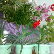 Алоэ древовидный, в Тюмени