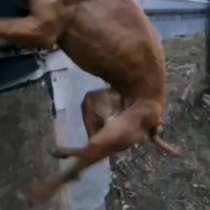 Собаки РР - ПИТБУЛИ, КВ и Вольфхунды -волкособы, в Воронеже