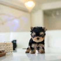 Продается щенок йорка, в Москве