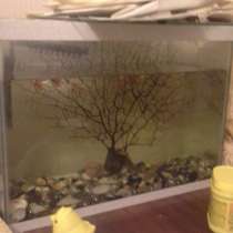 Аквариум с рыбками, в г.Алматы