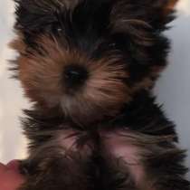 Йоркширский терьер. Мини, в г.Bremen