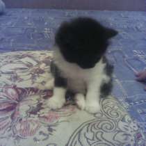 Отдам в добрые руки, в Липецке